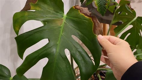 bumps on monstera stem|9 Secret Culprits Behind Monsteras Brown Spots。